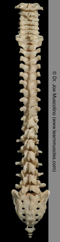 Anterior view of the spinal column.