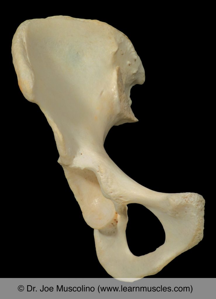 Anterior view of the pelvic bone on the right side of the body.