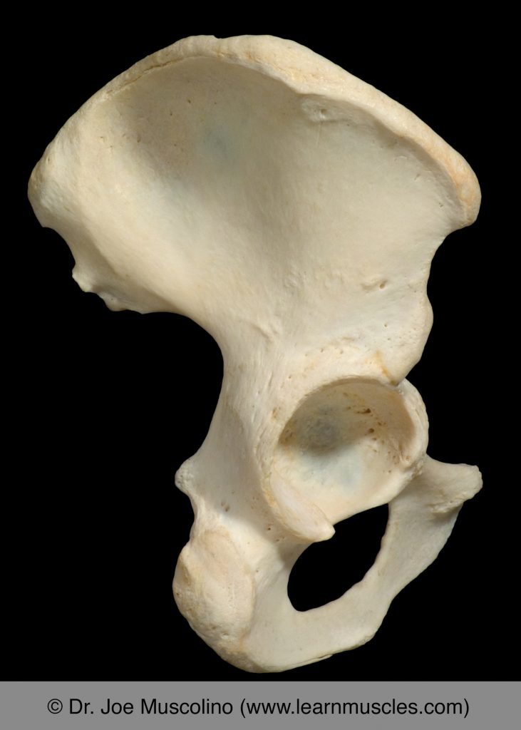 Lateral view of the pelvic bone on the right side of the body.