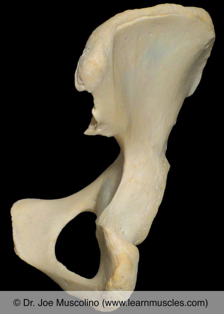 Posterior view of the pelvic bone on the right side of the body.