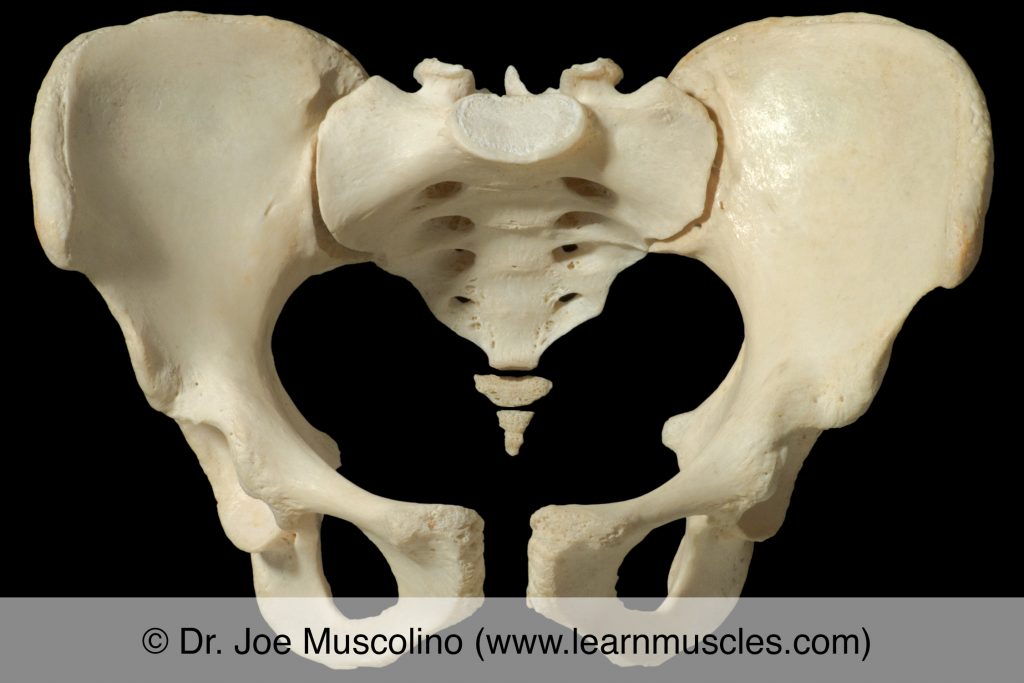 Anterior view of the bony pelvis, demonstrating the pubis symphysis and sacroiliac joints. 