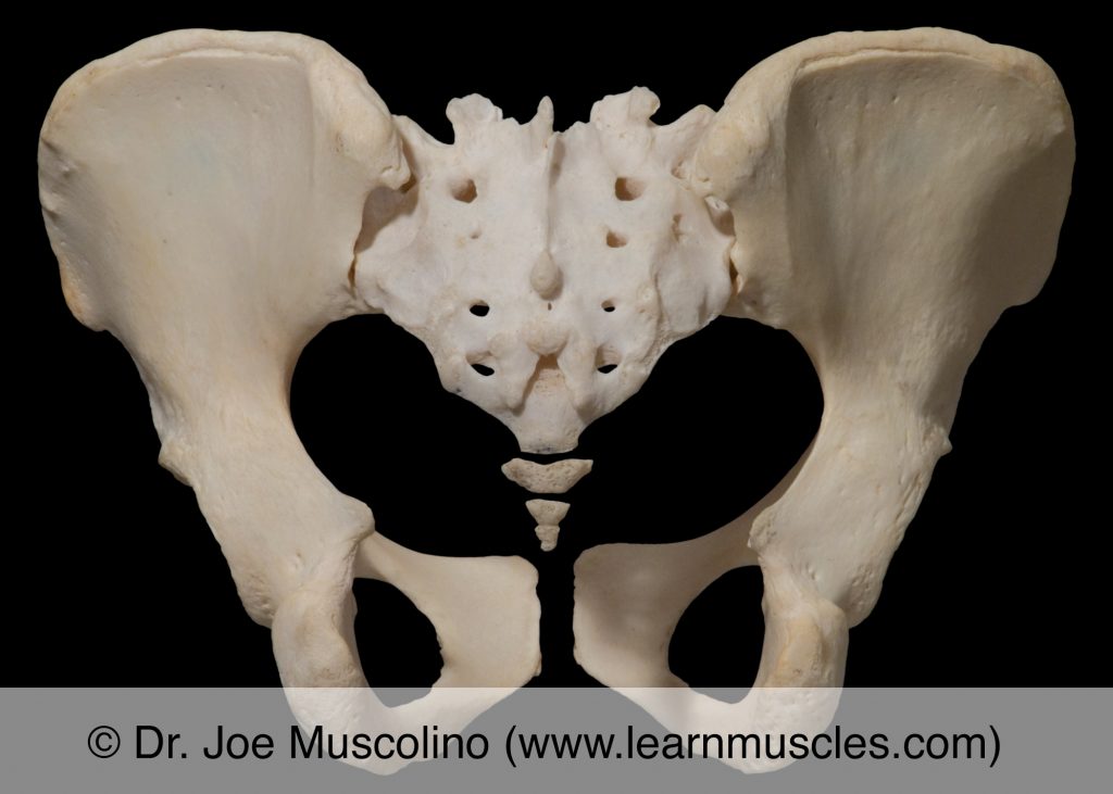Posterior view of the bony pelvis, demonstrating the pubis symphysis and sacroiliac joints. 
