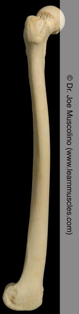 Lateral view of the femur on the right side of the body.