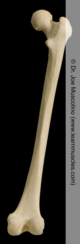 Posterior view of the femur on the right side of the body.