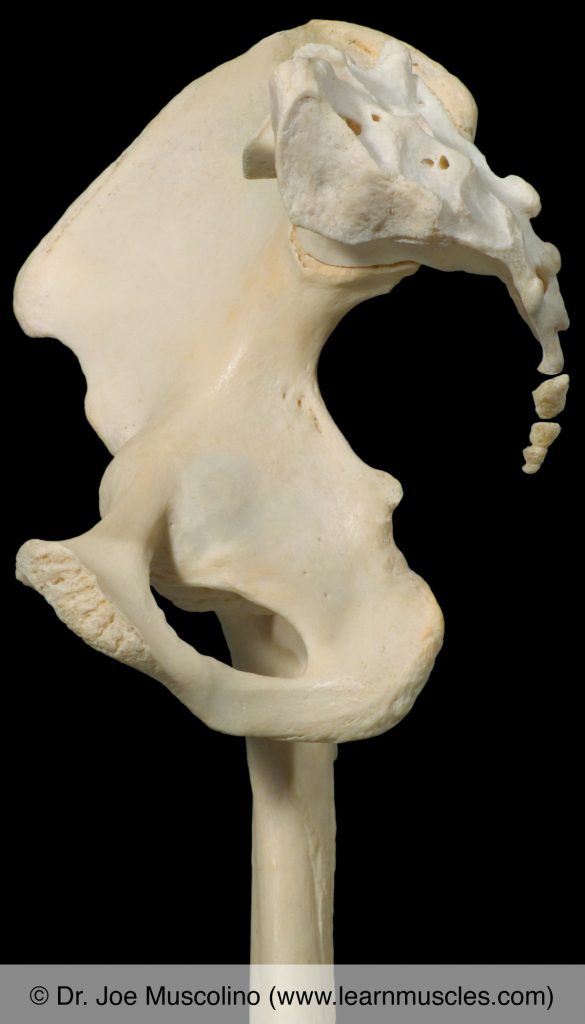 View from left to right of the sacrum articulating with the right-side pelvic bone. The articular surface of the sacrum on the left side is seen. The right femur is also seen.