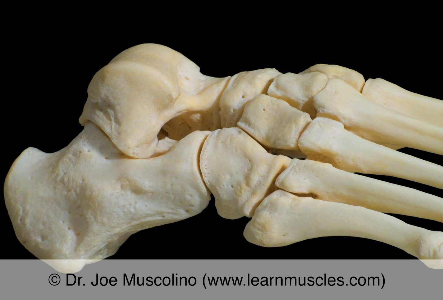 Subtalar joint - Learn Muscles