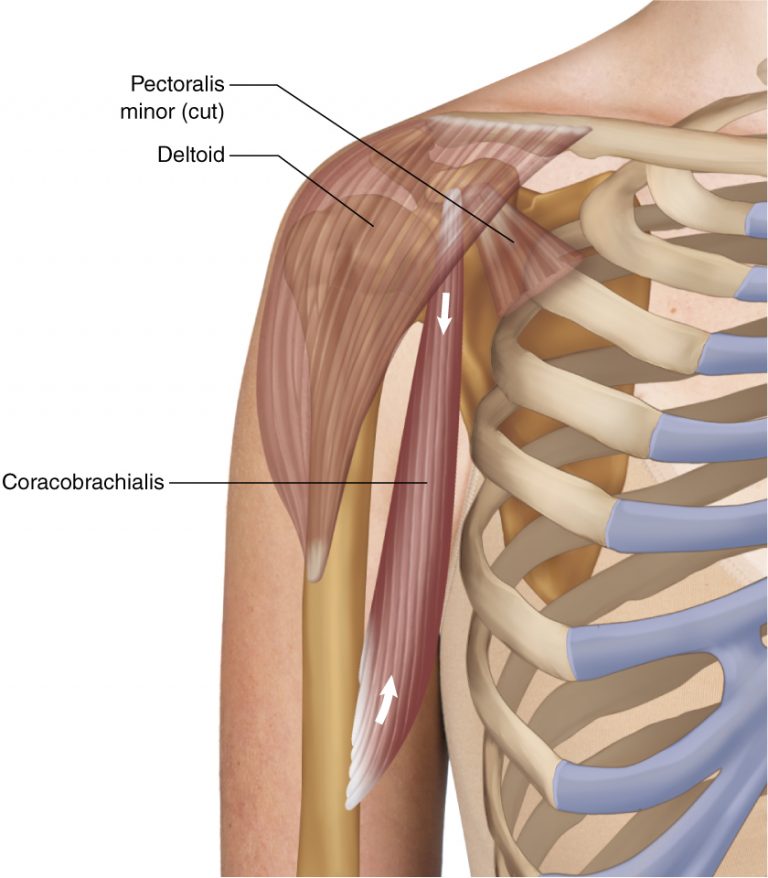 coracoid process 3 muscles