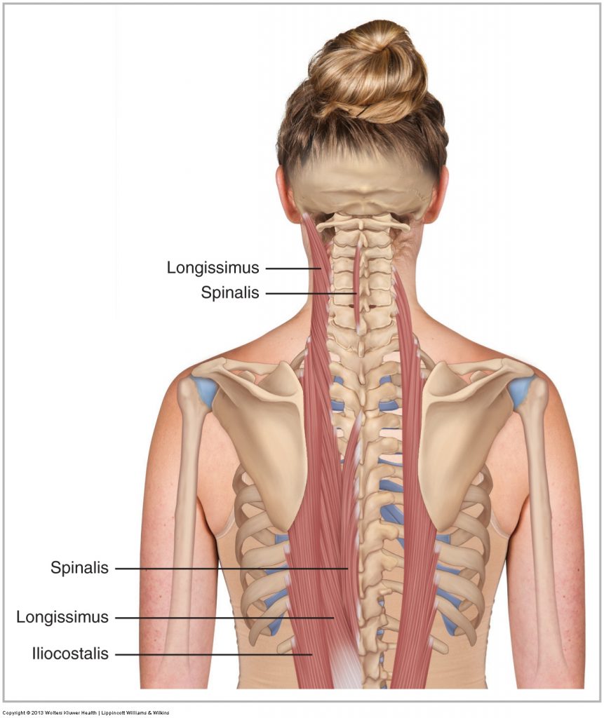 Erector Spinae Group Learn Muscles 4165