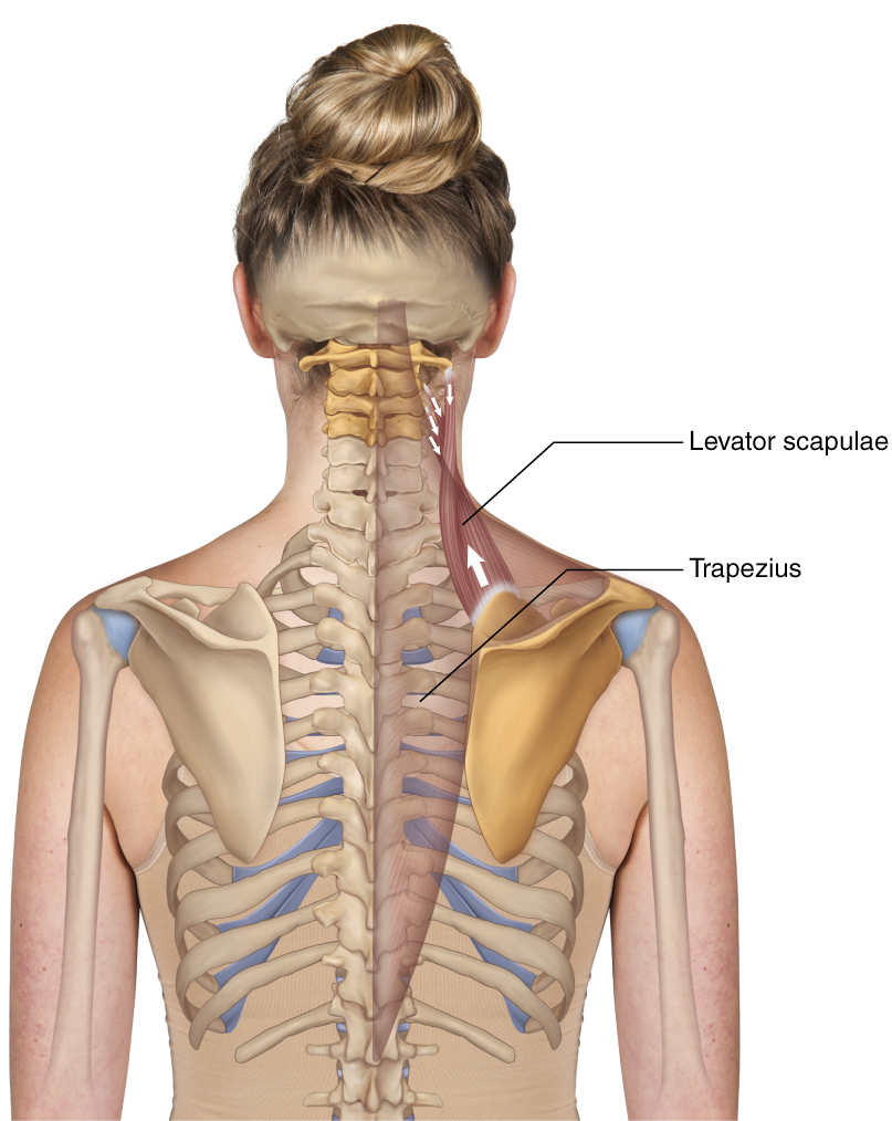 Levator Scapulae - Learn Muscles