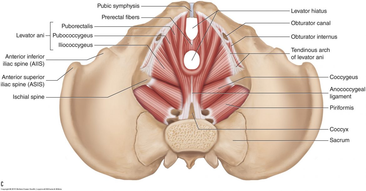 Pelvic Floor Muscles Female Learn Muscles