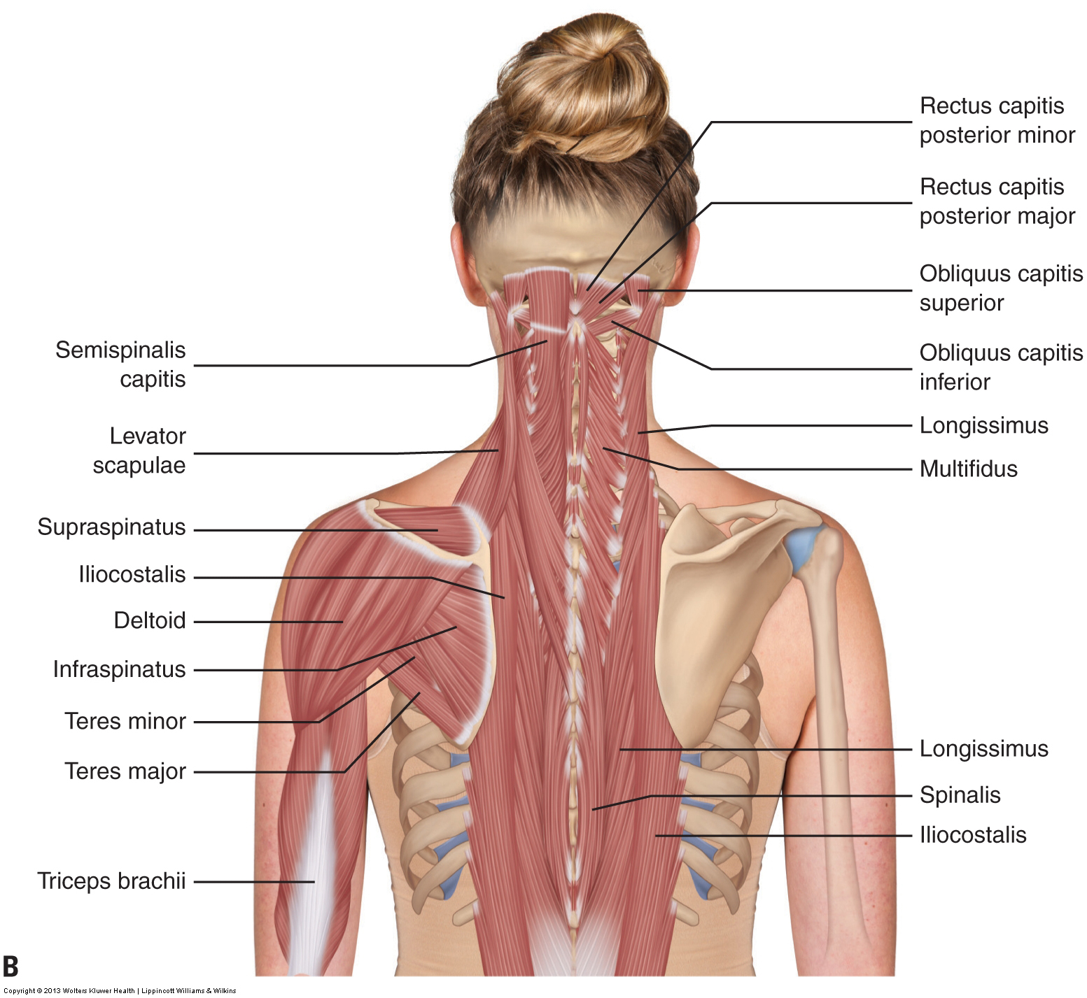 Muscles Of The Neck And Trunk Learn Muscles 6138