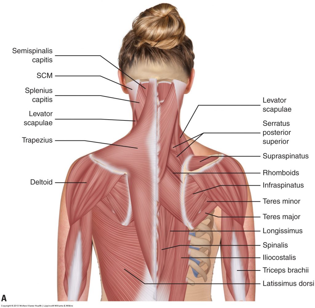 Muscles Of The Neck And Trunk Learn Muscles