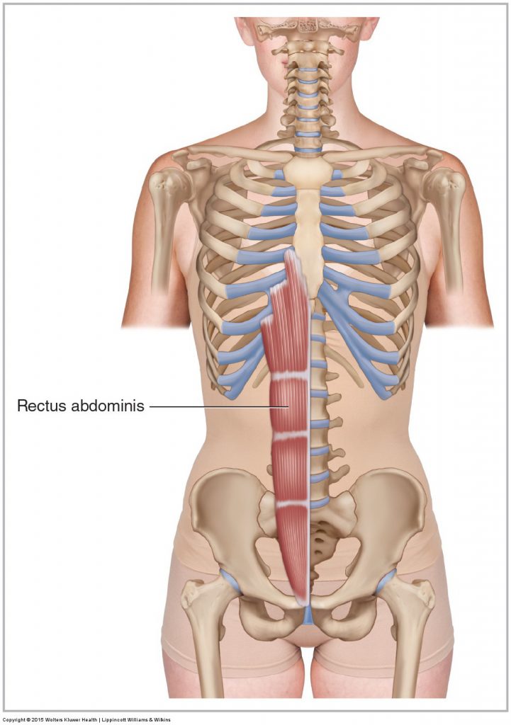 Rectus Abdominis Learn Muscles