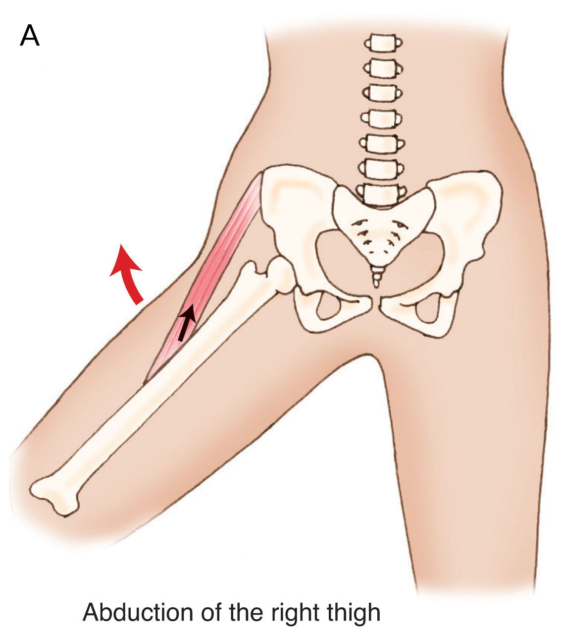Abducción del muslo en la articulación de la cadera