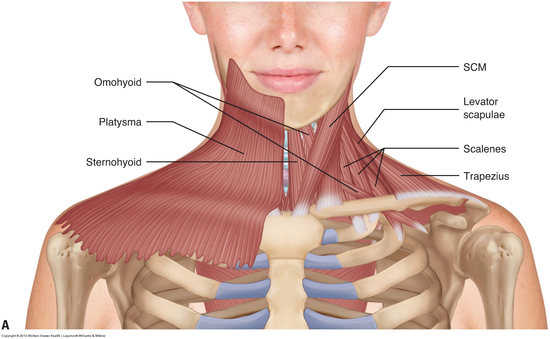 Muscles of the neck / musculature of the cervical spine