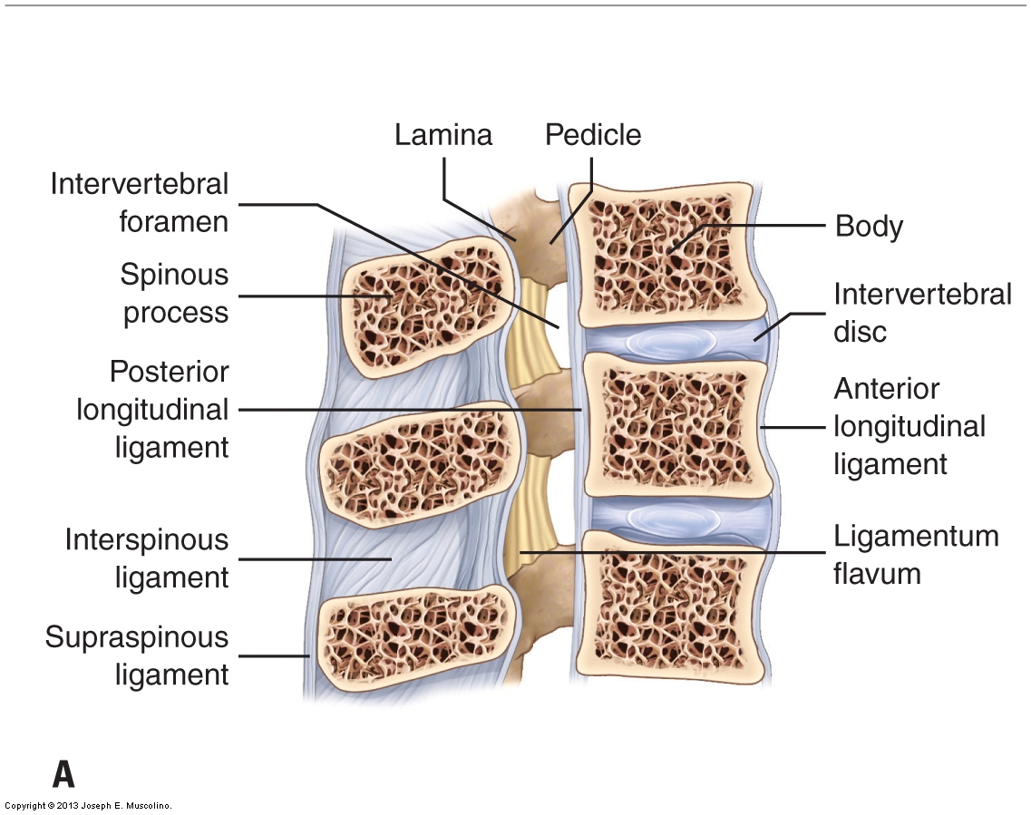 Frontal plane cross section of the cervical spine demonstrating the ligaments