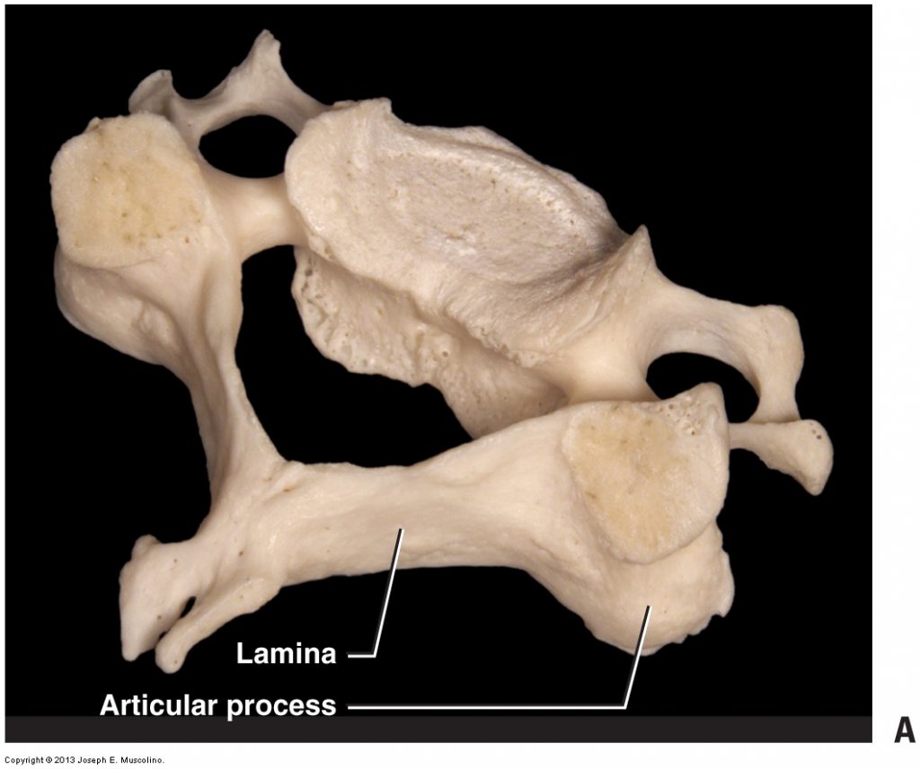 7 bone. Laminae Albae.