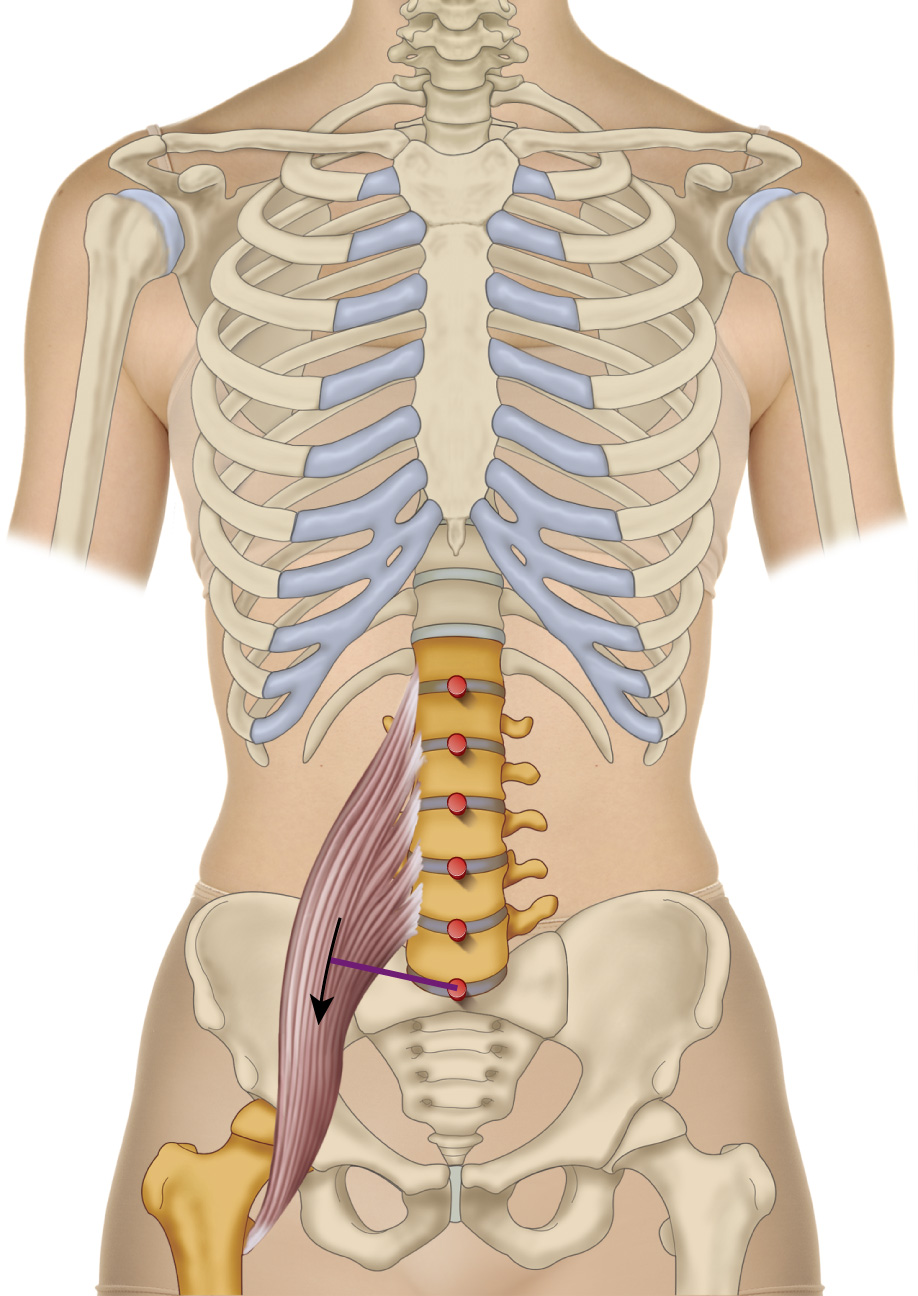 Psoas major laterally flexes the spine