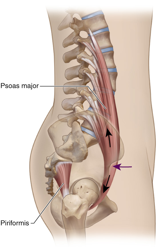 Psoas major crosses the hip, sacroiliac, and spinal joints