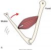 Psoas Major Function: Introduction & Muscle Biomechanics