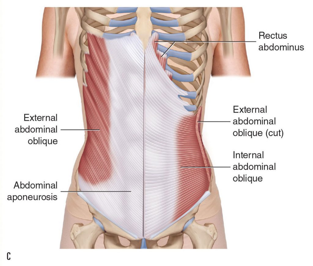 ligaments-of-the-lumbar-spine-and-pelvis