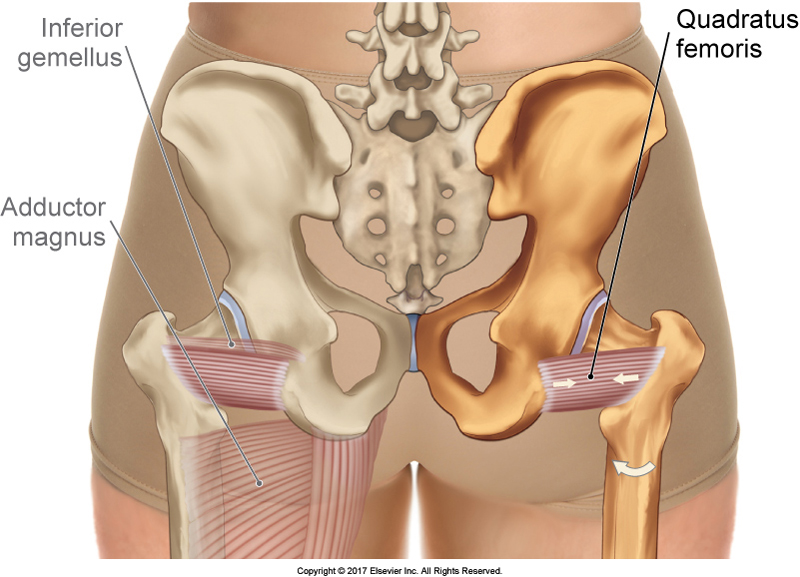 The quadratus femoris is one of the members of the deep lateral rotators of the hip joint, along with the better-known piriformis