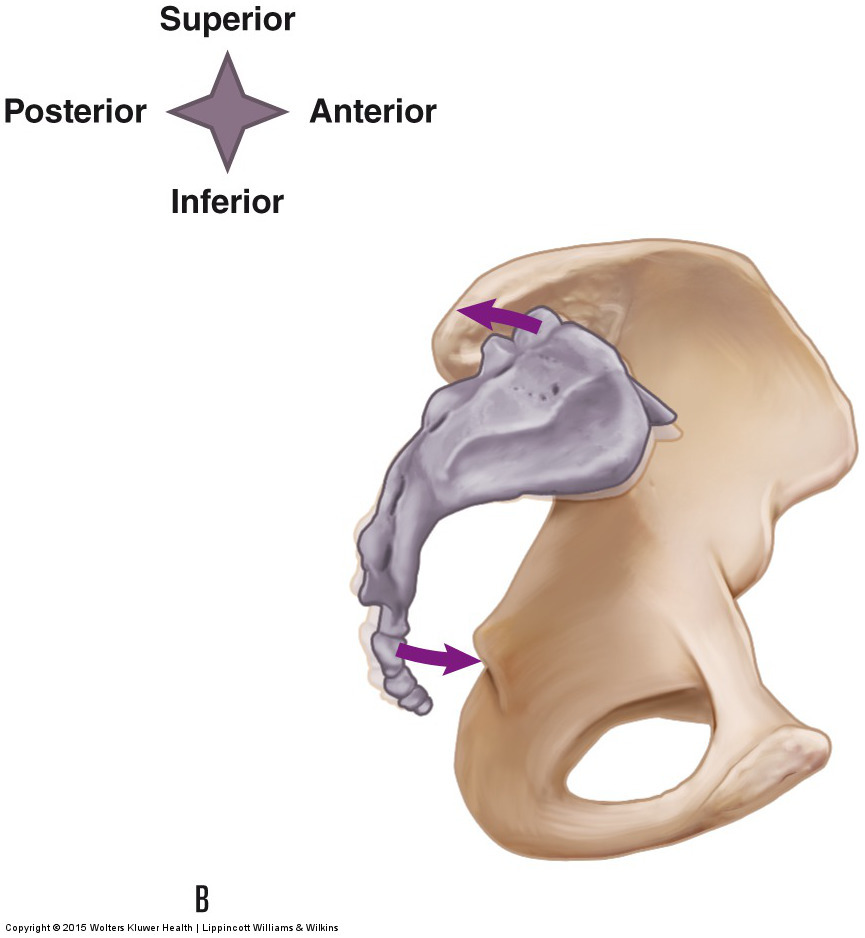 counternutation (posterior tilt) of the sacrum at the sacroiliac joint