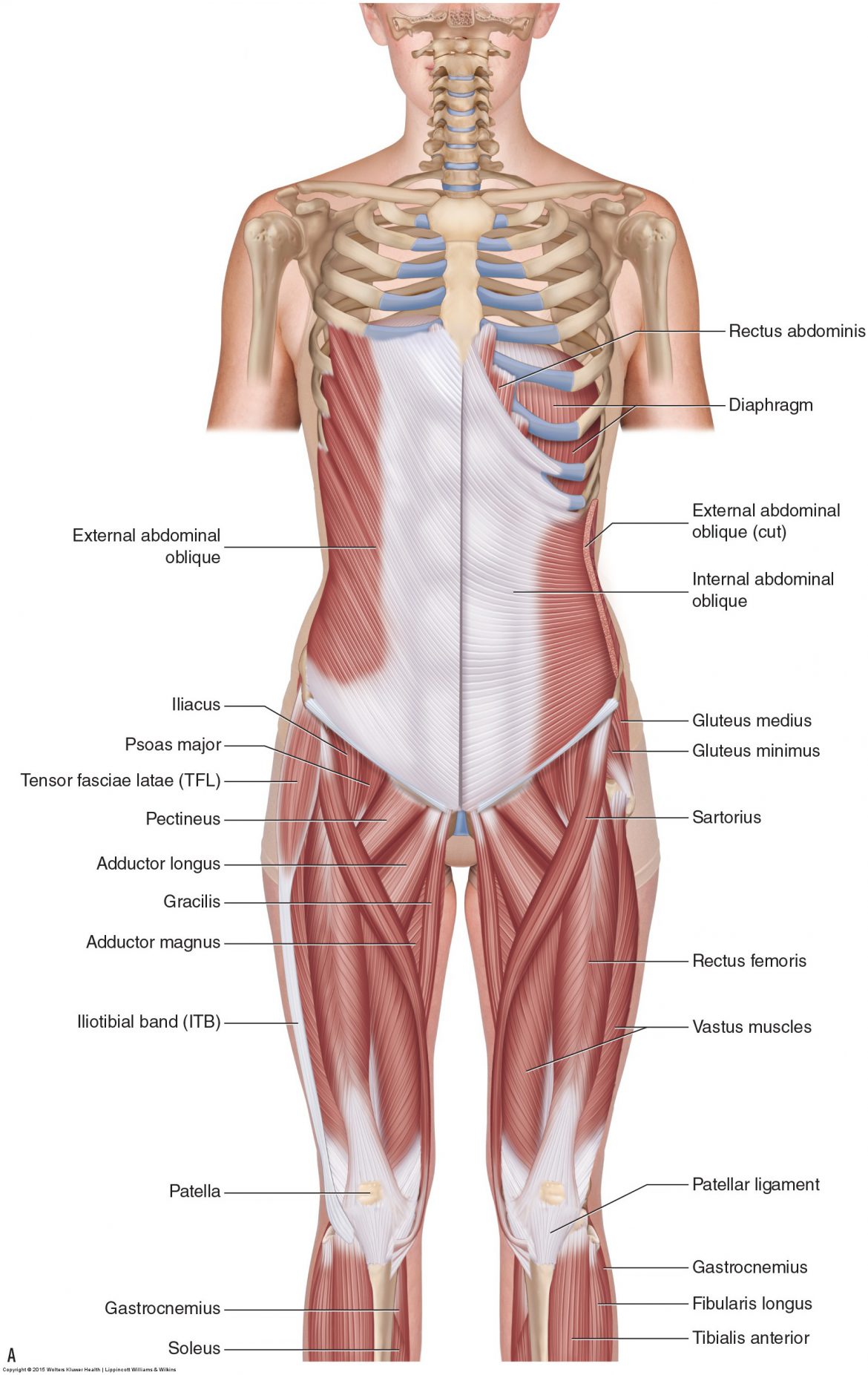 Muscles Of The Pelvis 4680