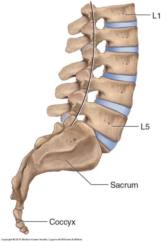 mid lumbar spine