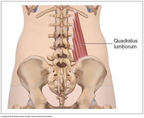 Muscles Of The Lumbar Spine Of The Trunk