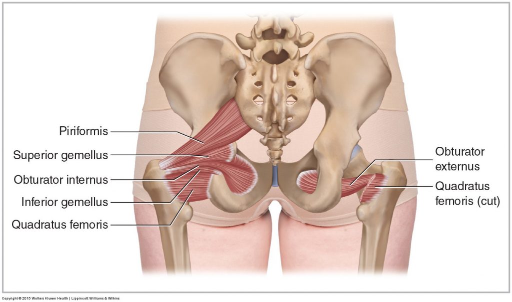 Introduction to Less Well-Known Muscles that are Often Overlooked