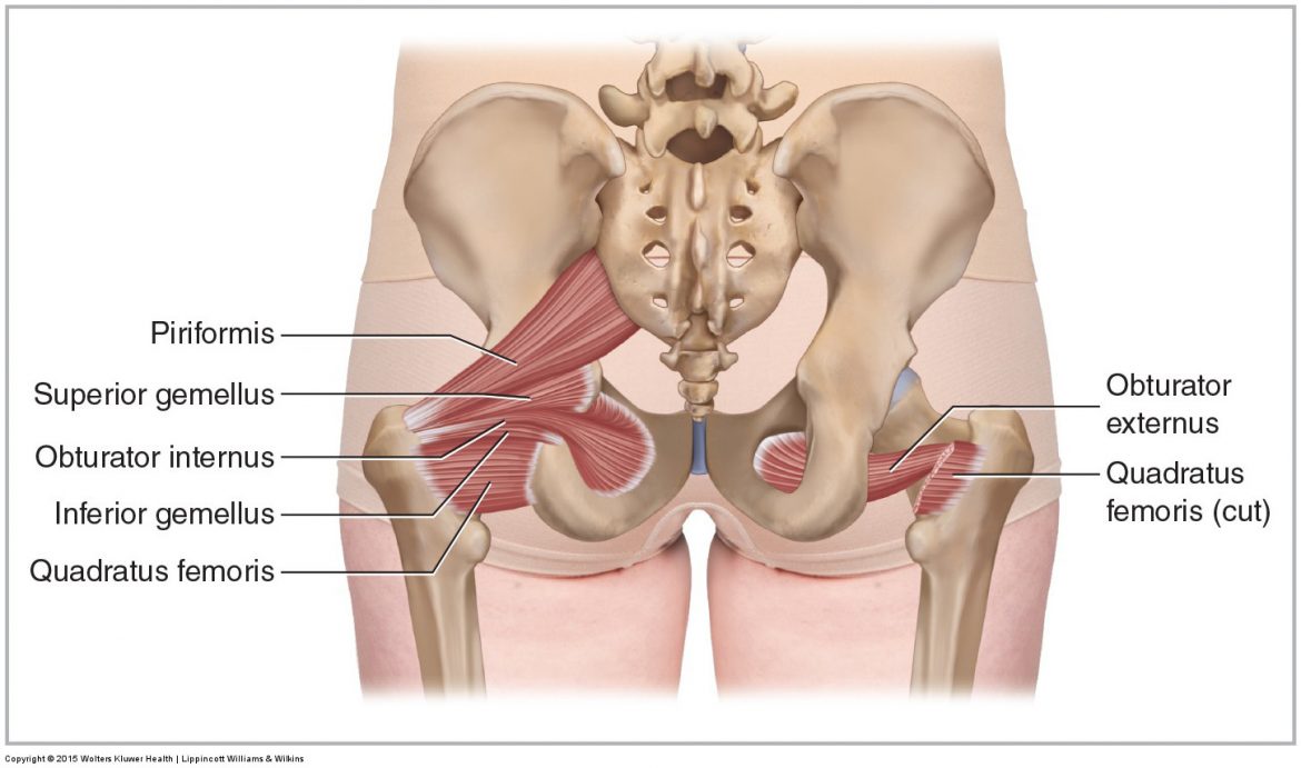 Posterior views of the deep lateral rotator group (including the piriformis)