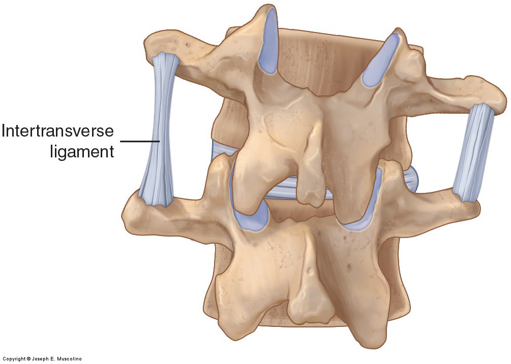 Posterior view of ligaments of the spine