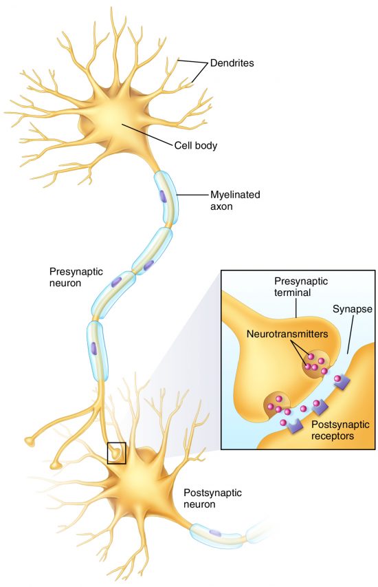 Neural Plasticity - Learning Posture and Movement Patterns