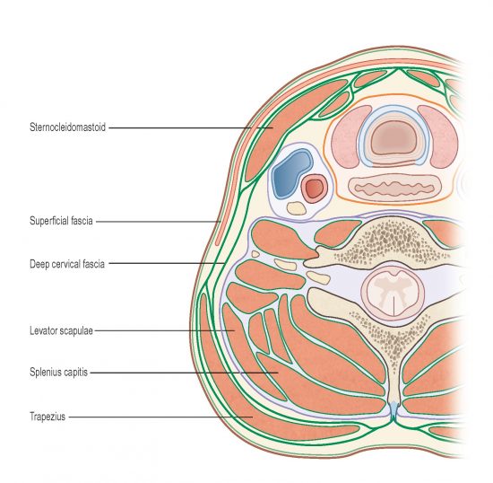 Myofascial Techniques - Working with the Sternocleidomastoid - Til Luchau