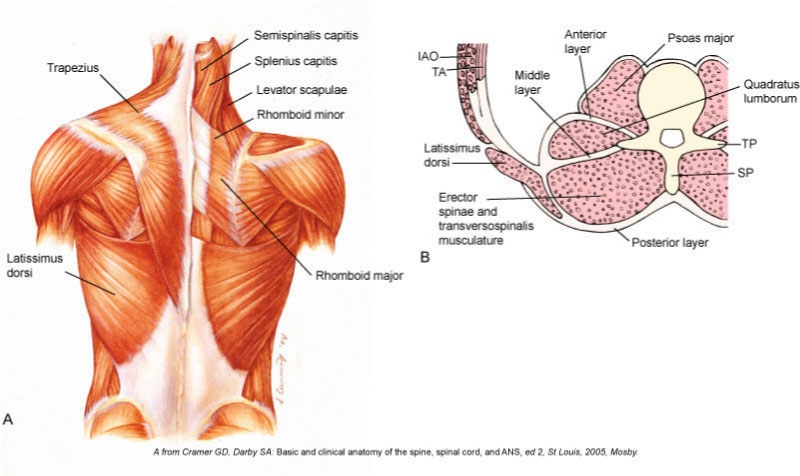 Lumbodorsal (thoracolumbar) fascia
