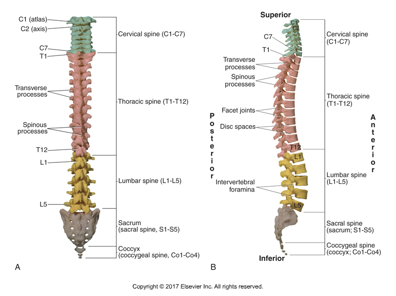 Posterior and lateral views of the spine