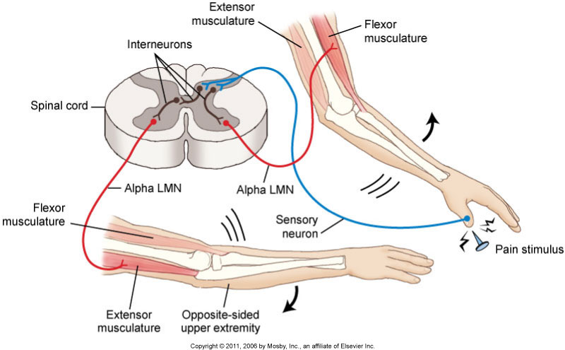 pain neurophysiology