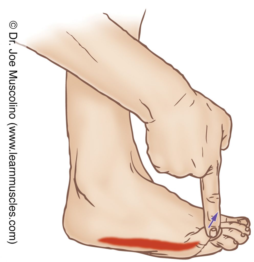 The abductor digiti minimi pedis (intrinsic muscle of the foot) is stretched by flexing the little toe at the metatarsophalangeal joint.