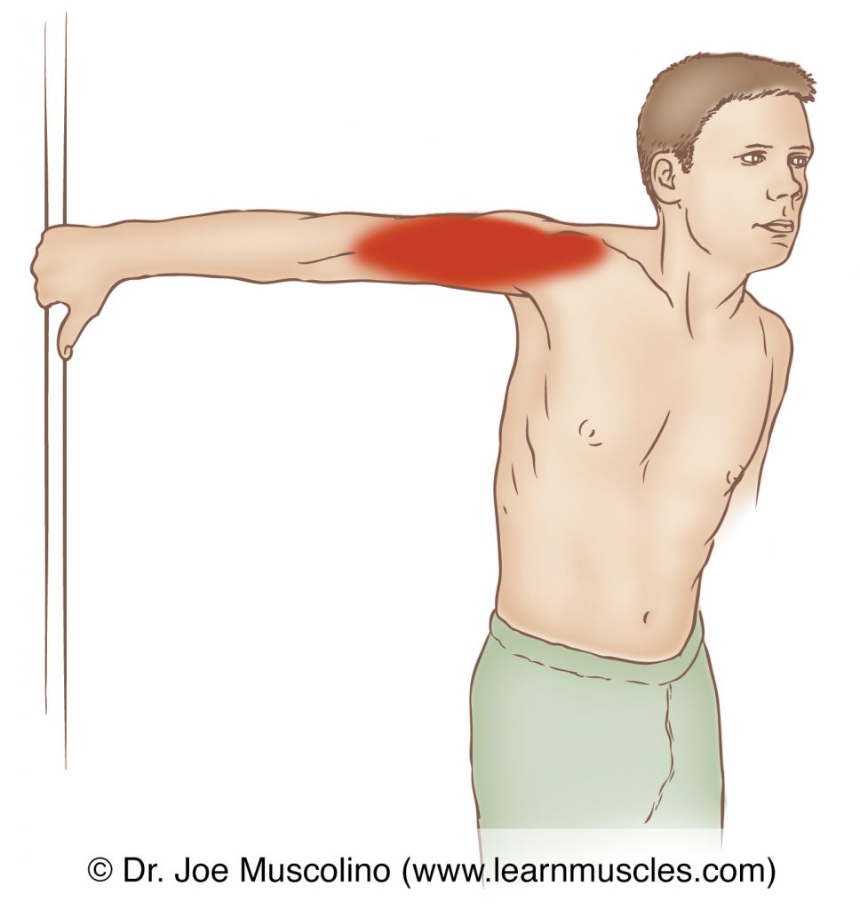 The biceps brachii is stretched with full extension of the forearm at the elbow joint, full pronation of the forearm at the radioulnar joints, and extension of the arm at the shoulder (glenohumeral) joint. 