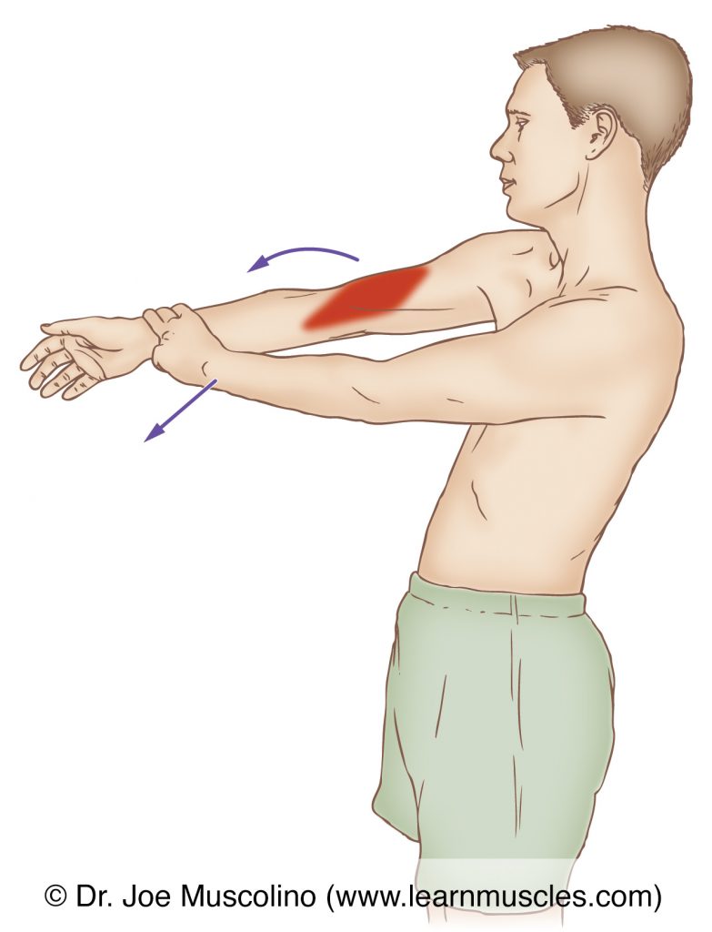 The brachialis is stretched with full extension of the forearm at the elbow joint, and the forearm halfway between full supination and full pronation at the radioulnar joints. 