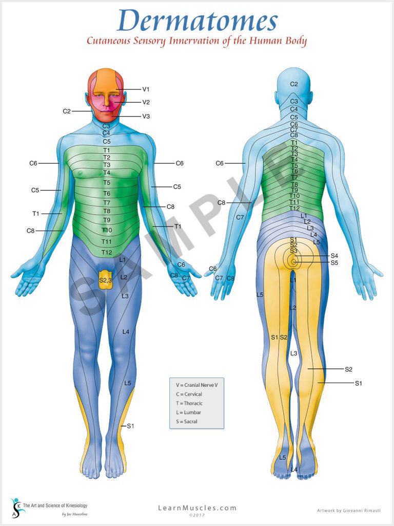 Dermatomes Anatomy Poster For Medical Office And Classroom Dermatomes Sexiz Pix