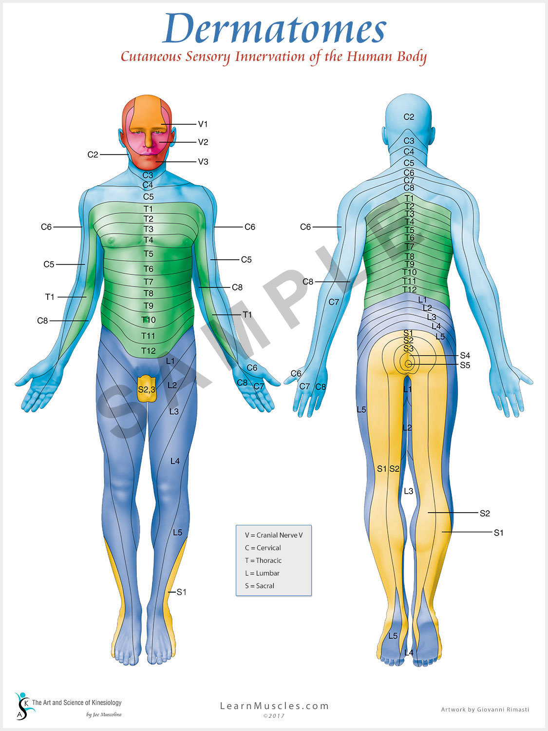 Dermatomes 18" x 24" Premium Poster Learn Muscles