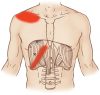 Diaphragm - Trigger Point - Learn Muscles