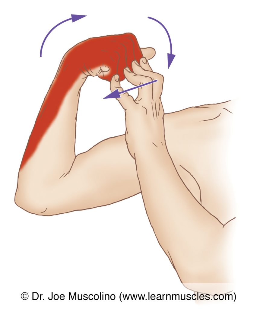 The extensor digit minimi is stretched with flexion of the little finger at the metacarpophalangeal and interphalangeal joints, and flexion of the wrist joint, and flexion of the elbow joint. Note: The stretching protocol for the extensor digitorum muscle is shown here. 