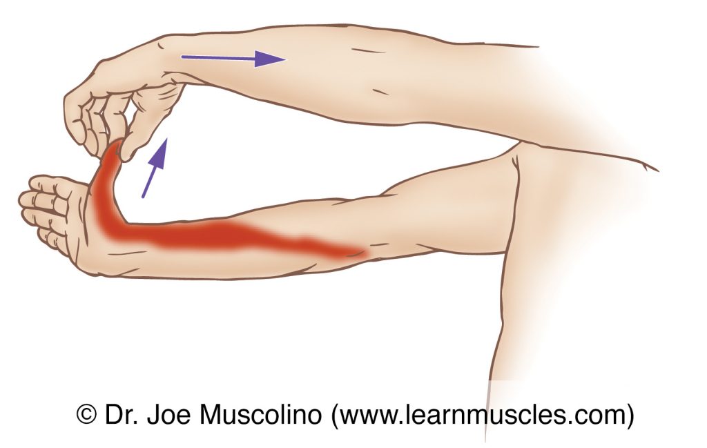The flexor pollicis longus is stretched with full extension of the thumb as well as full extension of the wrist joint and the elbow joint. 