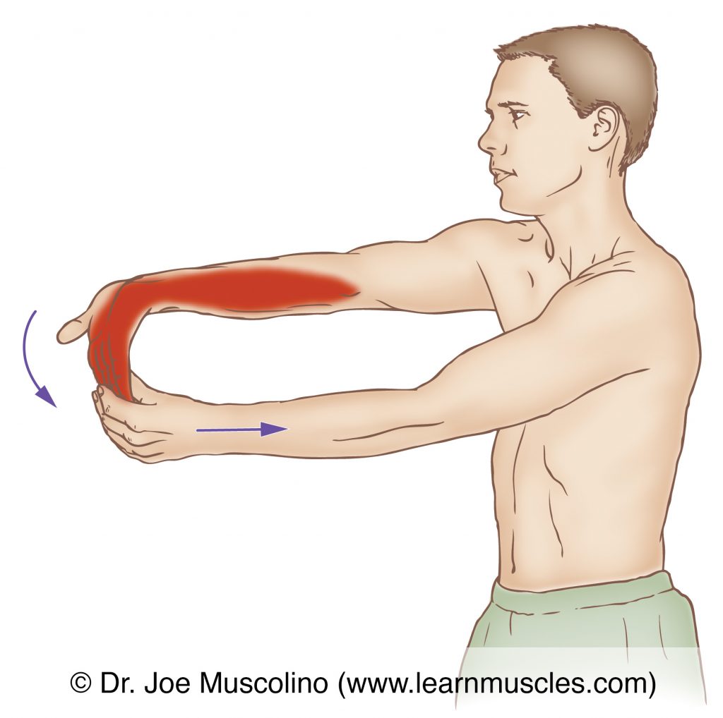 The flexors digitorum superficialis and profundus are stretched with full extension of the fingers #2-5 as well as full extension of the wrist and elbow joints. 