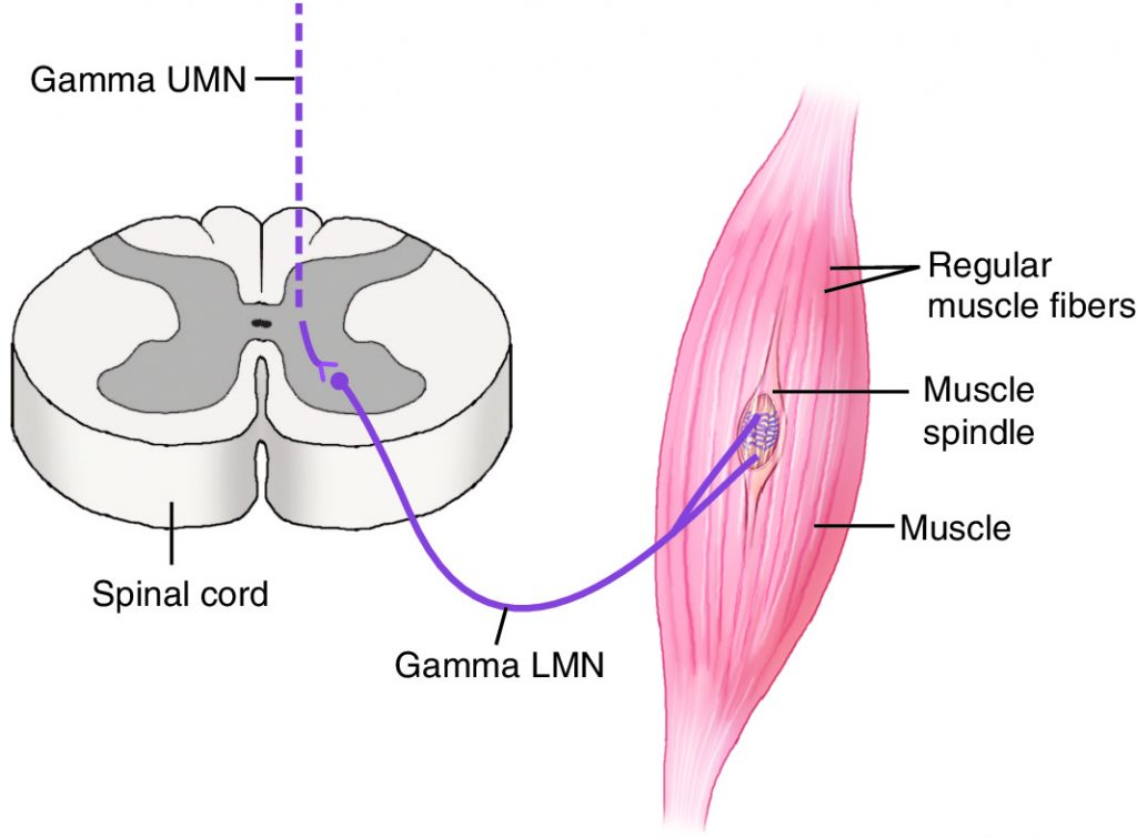 Gamma Motor System control of Muscle Spindle Activity