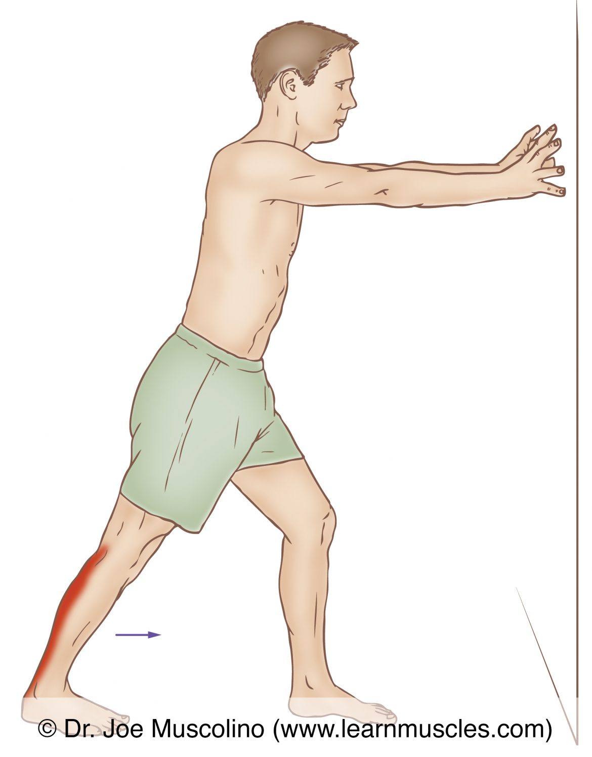 gastrocnemius-stretching-learn-muscles