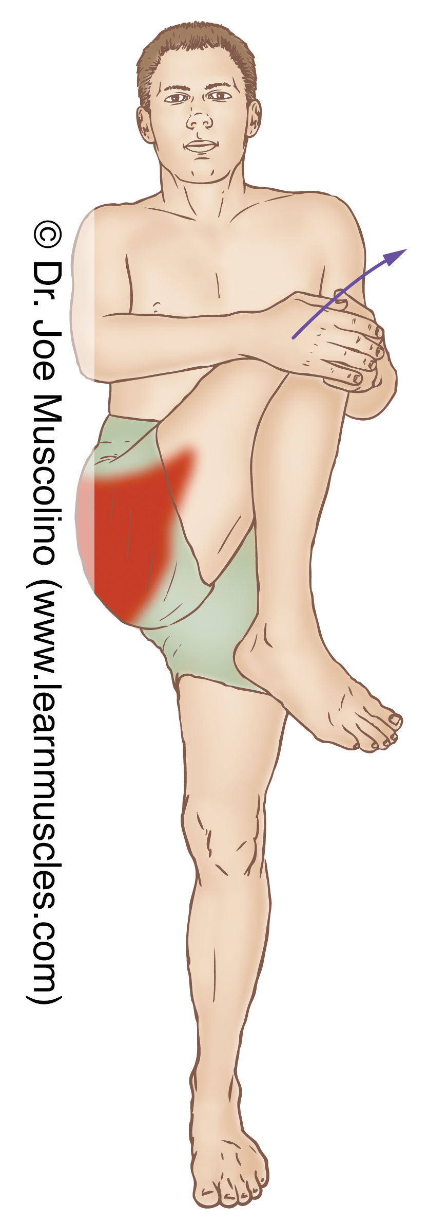 Gluteus Maximus - Stretching - Learn Muscles
